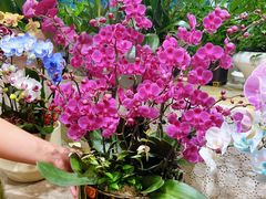 -双季花艺园艺市场(浦东店)