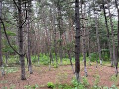 -帽儿山国家森林公园