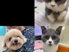 -安安宠医宠物医院·异宠·犬猫内科(岳阳分院)