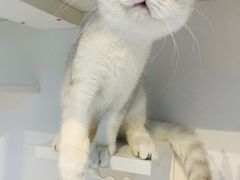 -萌兽医馆·眼科·异宠专科(三里屯店)
