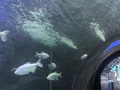 -西安曲江海洋极地公园