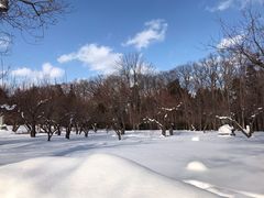 -北海道神宫