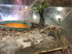 -上海大自然野生昆虫馆(东方明珠·爬宠昆虫探索中心)