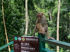 -西双版纳原始森林公园