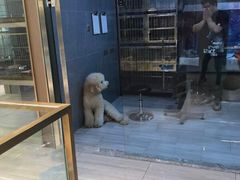-悠尼宠物·独立低压伊珊娜洗护·美容·寄养(兰谷路店)