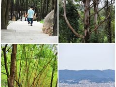 -火炉山森林公园