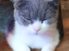 -李小姐の猫咖啡馆(五角场店)