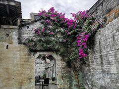 -金谷域澳洲庄园