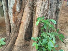 -东姑阿都拉曼海洋公园