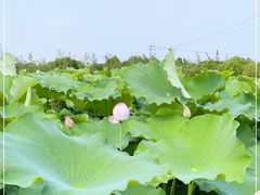 -嘉北郊野公园