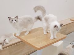 -有喵·猫咖·狗咖·30几只猫10只小狗(岗厦店)