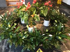 -大鸭梨烤鸭(枣园店)