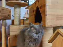 -more than meow吴止猫主题餐厅(承德 中船汇店)