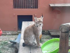 -青藏高原野生动物园