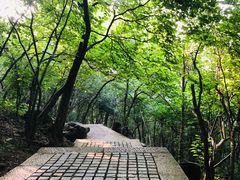 -紫金山山顶公园