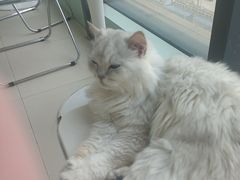 -怪兽屋·羊驼·猫咖·狗咖(俊华广场店)