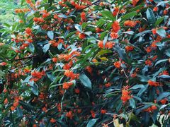 -云碧峰国家森林公园