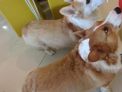 -平行世界·猫咖(首经贸店)