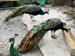 -瑞丽独树成林风景区