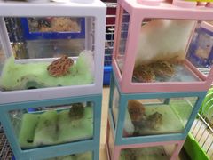 -万商花鸟市场