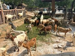 -石家庄市动物园