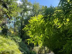 -墨尔本皇家植物园