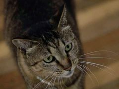 -猫的天空之城概念书店(杭州南宋御街店)