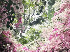 -深圳国际园林花卉博览园