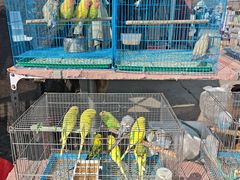 -中环花鸟鱼虫市场
