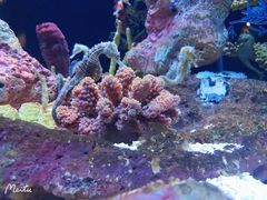 -上海海洋水族馆