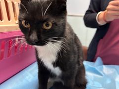 -纳吉亚猫专科动物诊疗中心(蒋宅口分院)