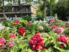 -莲花池公园