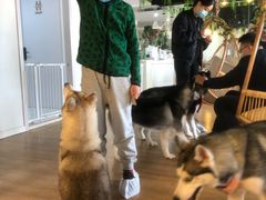 -Husky Go! 哈士奇体验馆·宠物咖啡厅狗咖