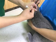-瑞鹏宠物医院·夜间急症·心超·猫科(祖庙分店)