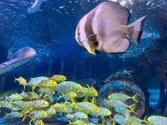 -太平洋海底世界