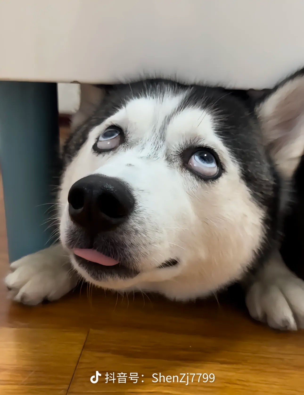 二哈是哈士奇的简称.用来形容哈士奇常常会