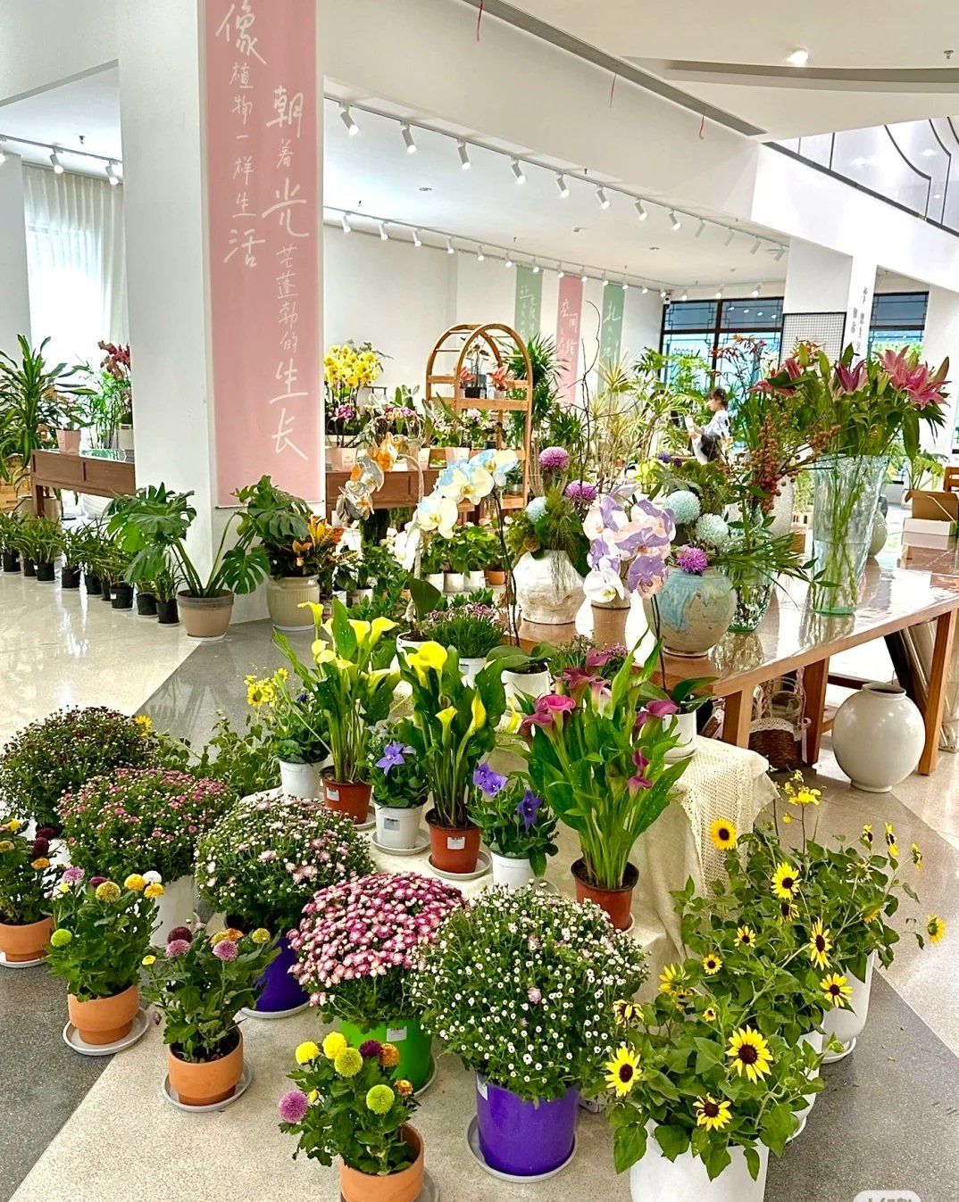 一眼心动,这个精品花卉市场太好逛了!