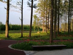 -黄海国家森林公园