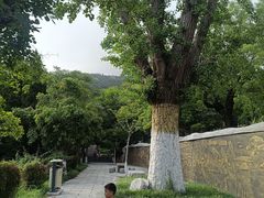 -石老人观光园