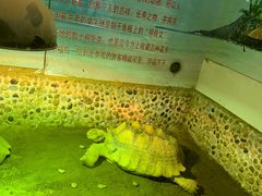 -上海大自然野生昆虫馆