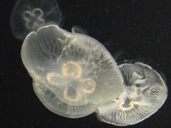-大阪海游馆