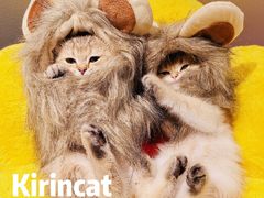 -70cat德文卷毛猫·缅因猫纯种猫舍