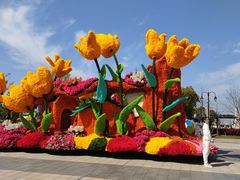 -荷兰花海
