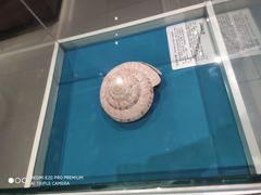 -青岛贝壳博物馆