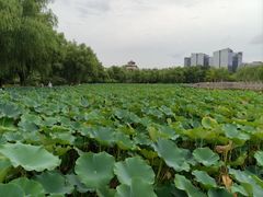 -莲花池公园