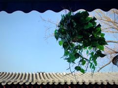 -Sirena海妖日咖夜酒