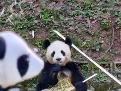 -中国大熊猫保护研究中心雅安碧峰峡基地