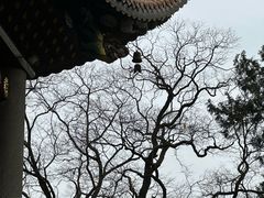 -南岳大庙