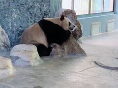 -海南热带野生动植物园