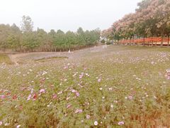-大塘金香草谷